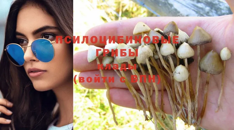 Галлюциногенные грибы Psilocybine cubensis  хочу   Мураши 